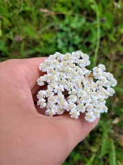Achillea millefolium
