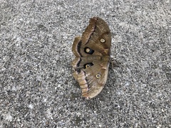 Antheraea polyphemus