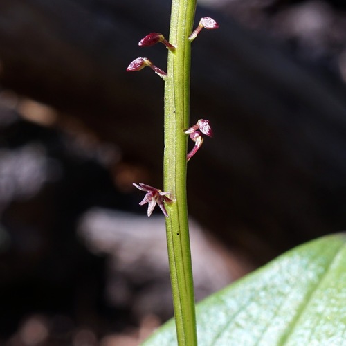Image of Tamayorkis porphyrea by (c) Andrew Tree, some rights reserved (CC BY)