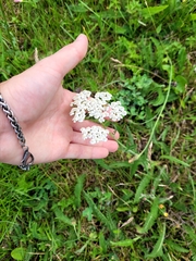 Achillea millefolium
