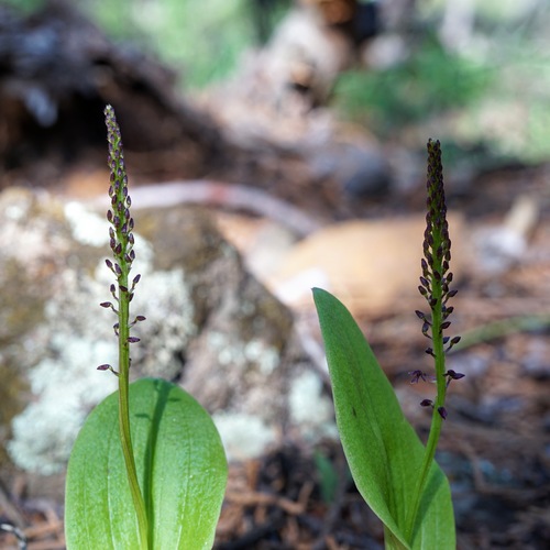 Image of Tamayorkis porphyrea by (c) Andrew Tree, some rights reserved (CC BY)