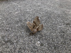 Antheraea polyphemus