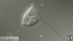 Vorticella campanula