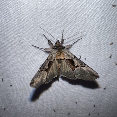 Autographa ampla