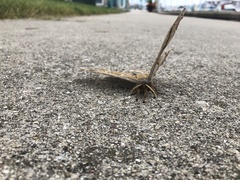 Antheraea polyphemus