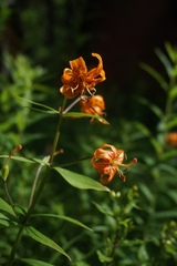 Lilium medeoloides