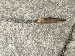 Parmacellidae