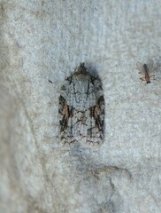 Acleris ptychogrammos