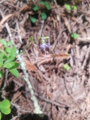 Campanula prenanthoides