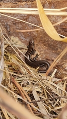 Aspronema dorsivittatum