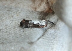 Epiblema dorsisuffusana