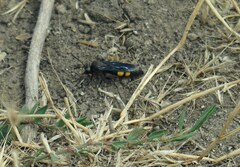 Stizoides tridentatus