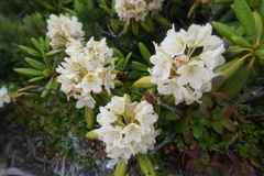 Rhododendron brachycarpum