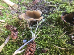 Fungi