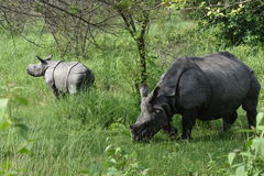 Rhinoceros unicornis