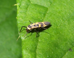 Coleomegilla maculata