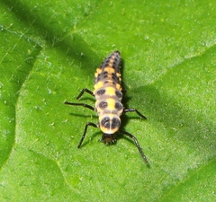 Coleomegilla maculata