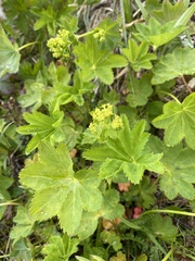 Alchemilla glomerulans