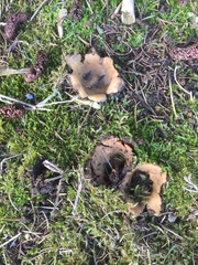 Fungi