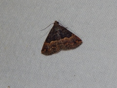 Eublemma nigrivitta