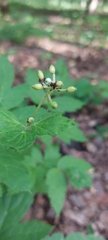 Actaea spicata