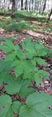Actaea spicata
