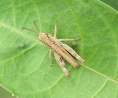 Boopedon flaviventris