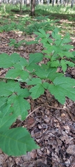 Actaea spicata
