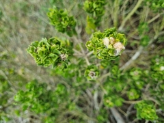 Baccharis macraei