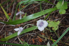Calochortus elegans