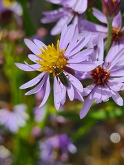Chrysanthia geniculata