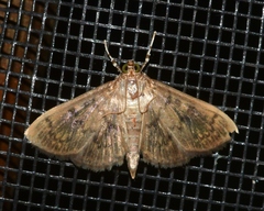 Psara obscuralis