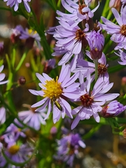 Chrysanthia geniculata