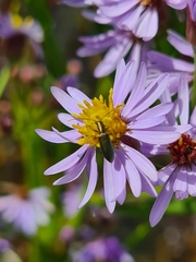Chrysanthia geniculata
