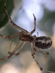 Linyphia triangularis