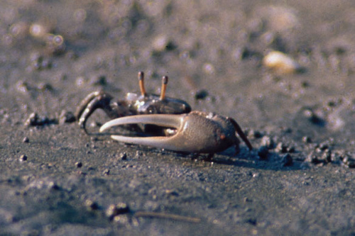 Festa's Fiddler Crab