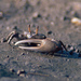 Festa's Fiddler Crab - Photo (c) Michael Rosenberg, some rights reserved (CC BY-NC)