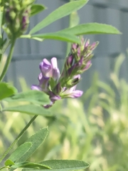 Medicago sativa