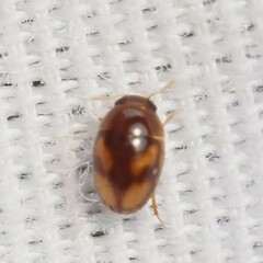 Neolitochrus pulchellus