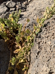 Patellifolia procumbens image