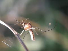 Culicinae