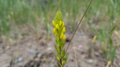 Orthocarpus luteus