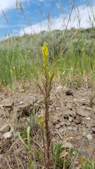Orthocarpus luteus