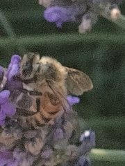 Apis mellifera
