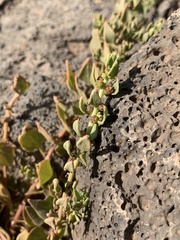 Patellifolia procumbens image