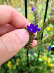 Anchusa officinalis
