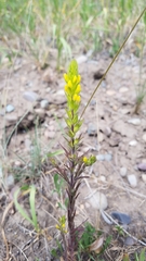 Orthocarpus luteus