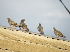 Columba livia domestica