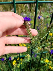 Anchusa officinalis