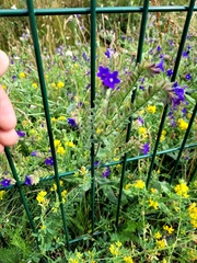 Anchusa officinalis
